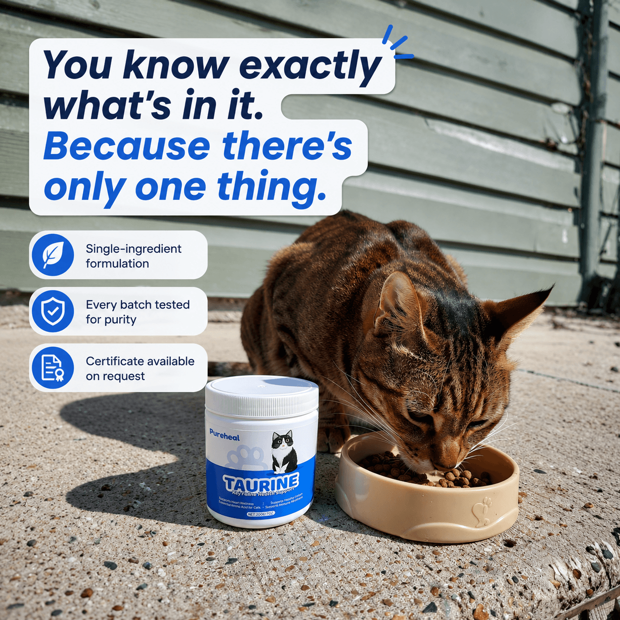 What Your Cat's Diet Is Missing (Copy)