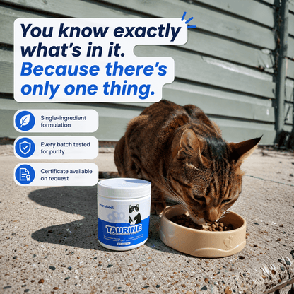 What Your Cat's Diet Is Missing (Copy)