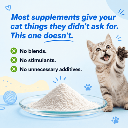 What Your Cat's Diet Is Missing (Copy)