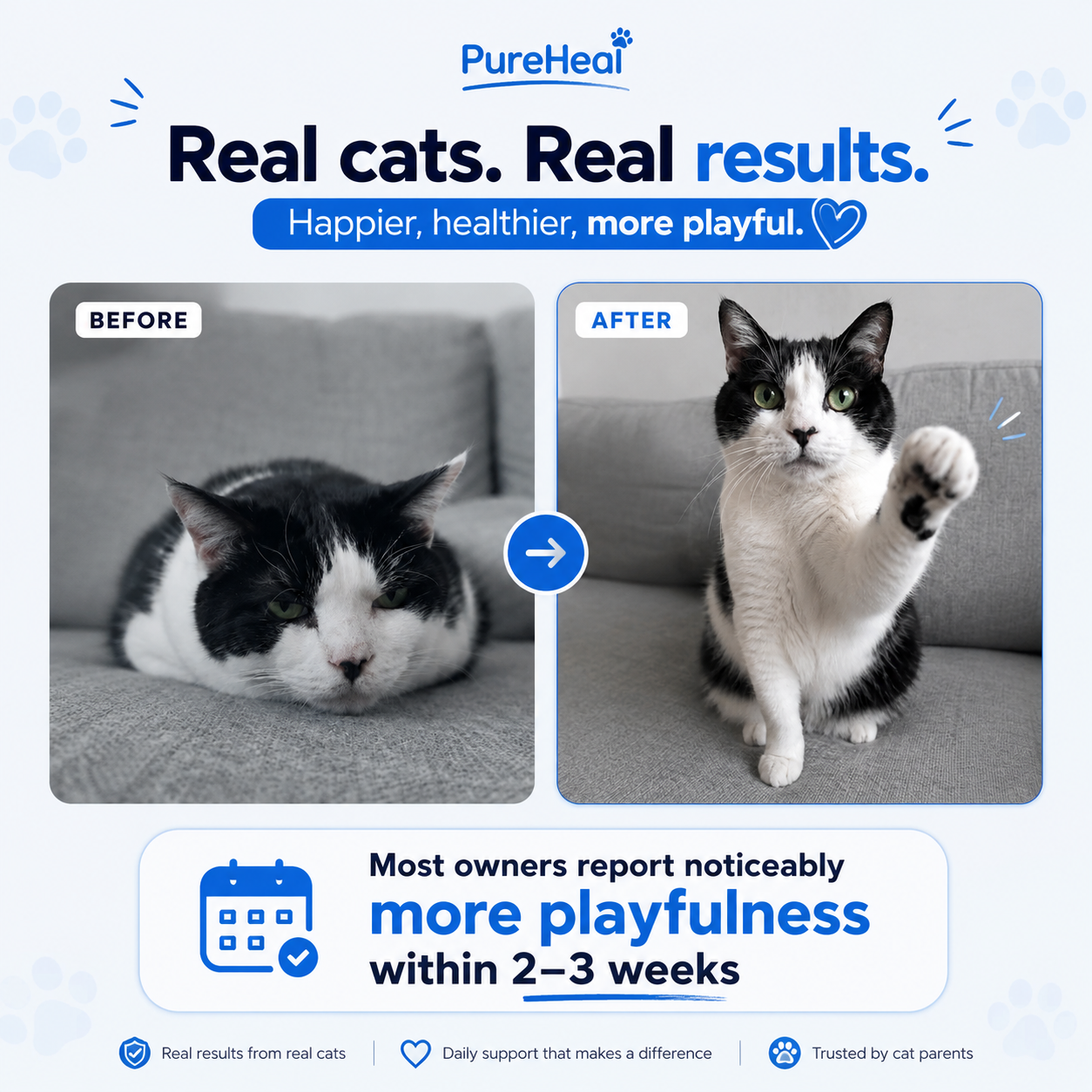 What Your Cat's Diet Is Missing (Copy)
