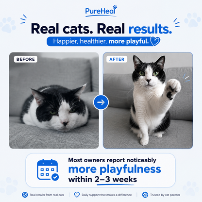 What Your Cat's Diet Is Missing (Copy)